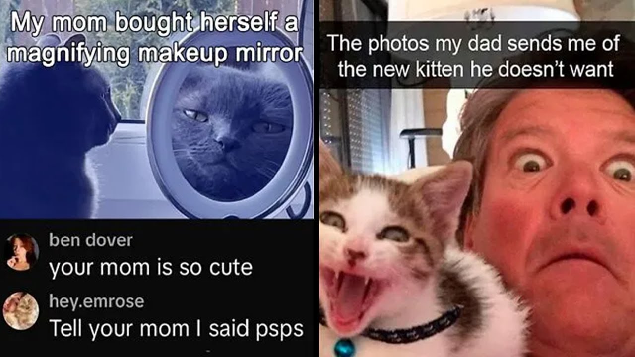 Funny Cat Memes That Prove Cats Make The World A Funnier, Cuter Place 😹🌍 | Humor Sweet