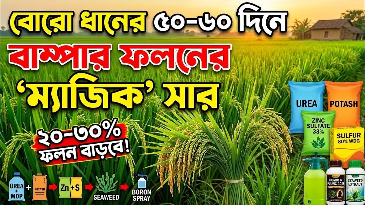 ধানের ৫০-৬০ দিনে এই সার ও ম্যাজিক স্প্রে করুন। ফলন হবে দ্বিগুণ! Dhaner Chapan Sar।