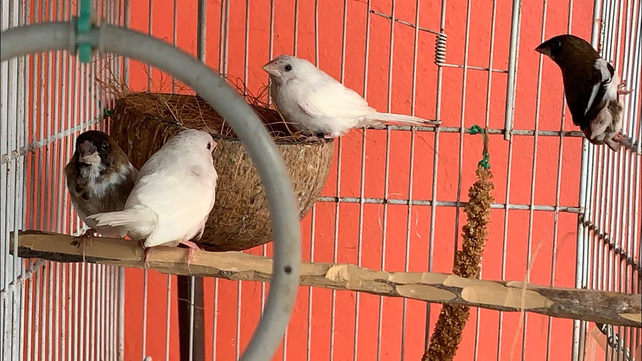 Moineau Japon Blanc et panaché