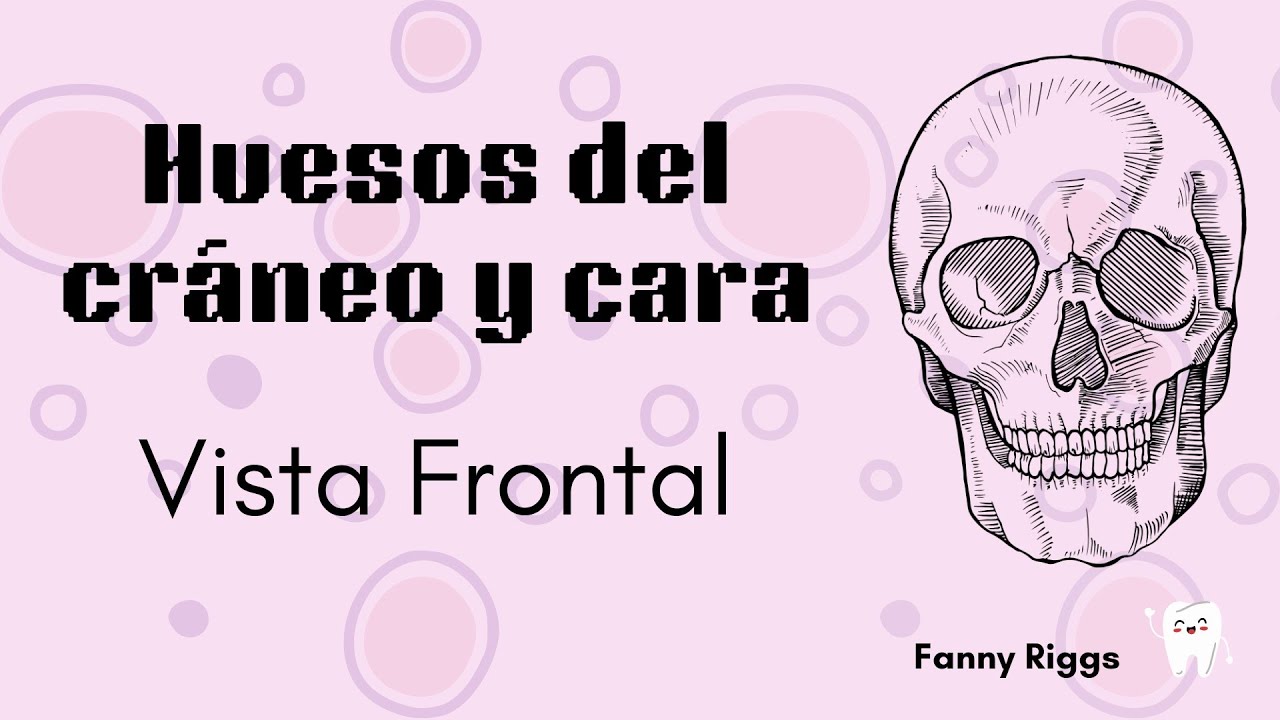 Huesos del cráneo y cara | Vista frontal | Anatomía para odontolog@s 😁🦷💓