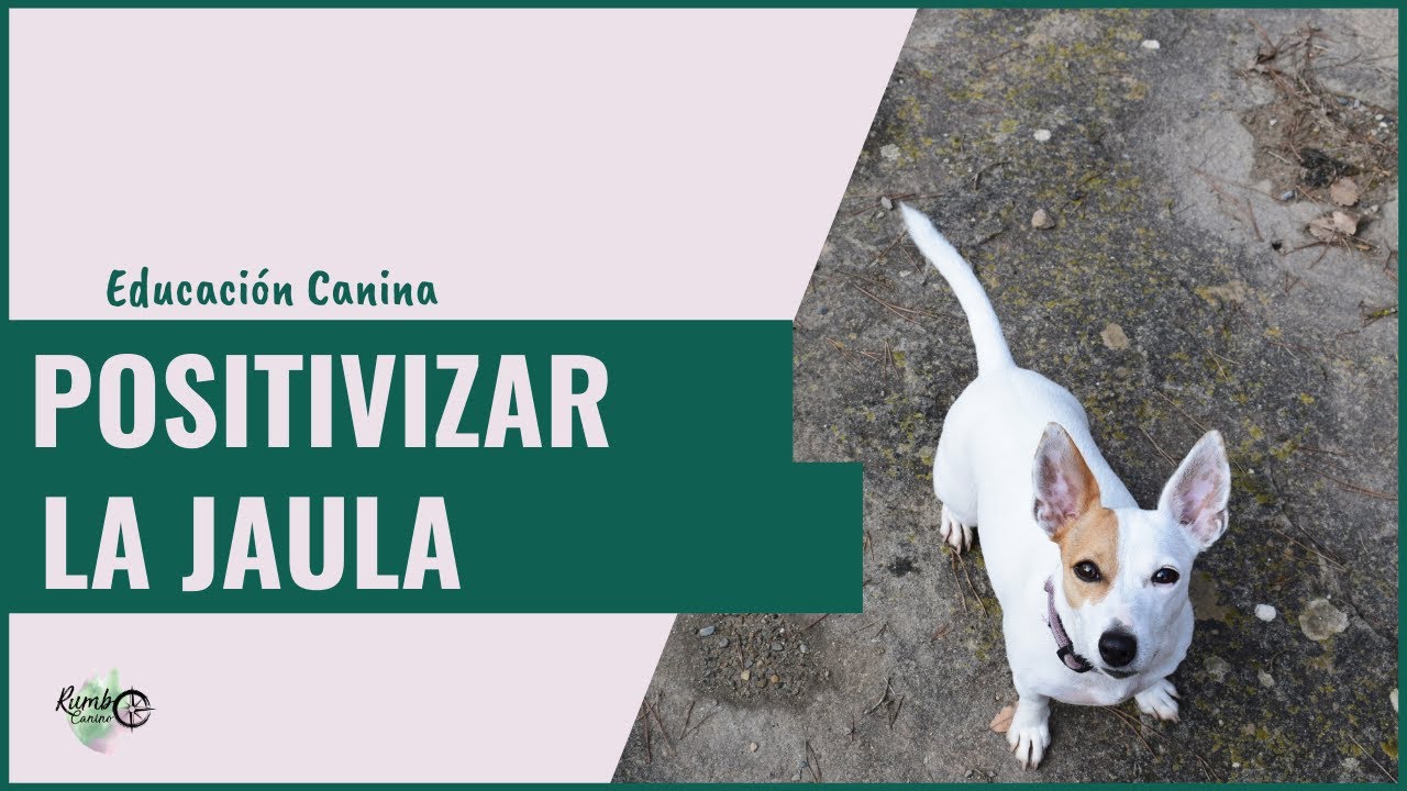 [CÓMO POSITIVIZAR LA JAULA PARA TU PERRO]