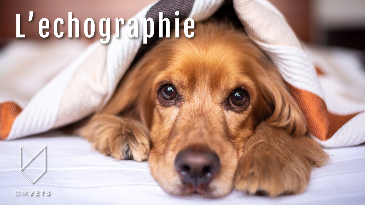 L'échographie chez le chien et le chat 🐱🐶