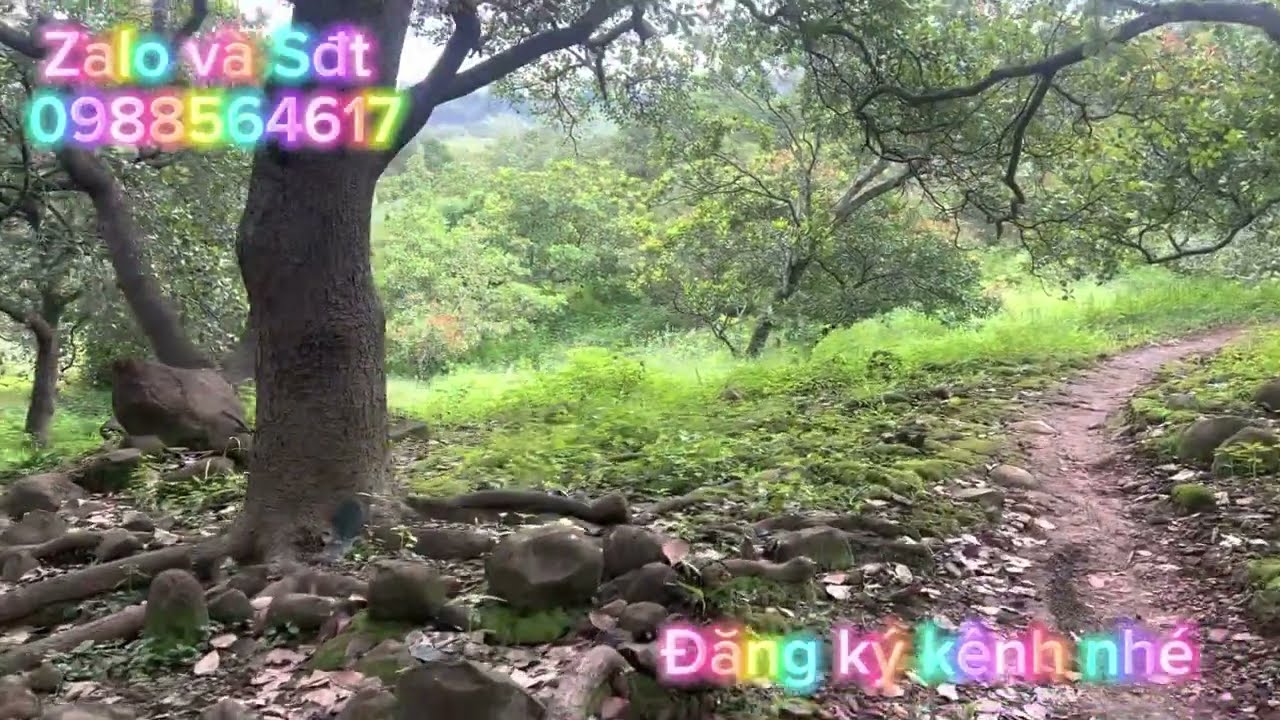 B&aacute;n 2ha58 điều c&aacute;ch đương dt312 ,1km gi&aacute; 1ty500trieu ,x&atilde; đồng t&acirc;m đồng ph&uacute; b&igrave;nh phước lh 0988564617