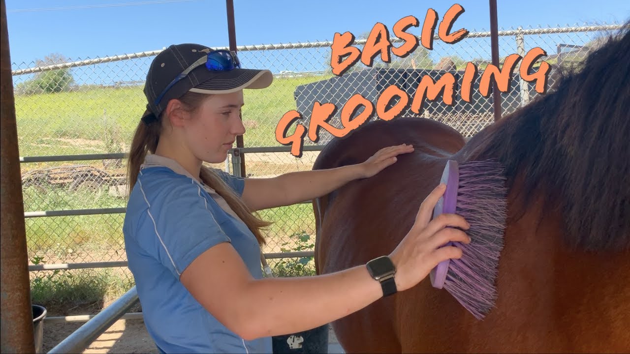 How to Groom Your Horse