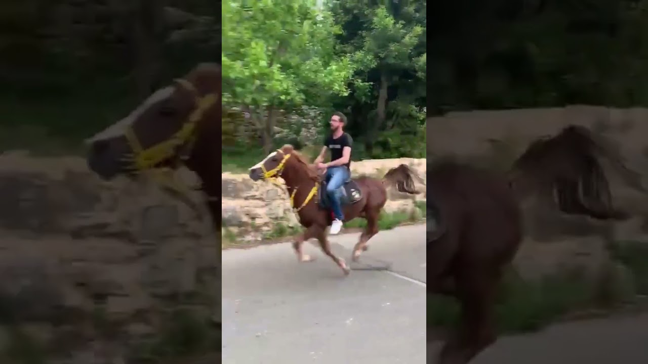 Horse saves rider from fatal accident