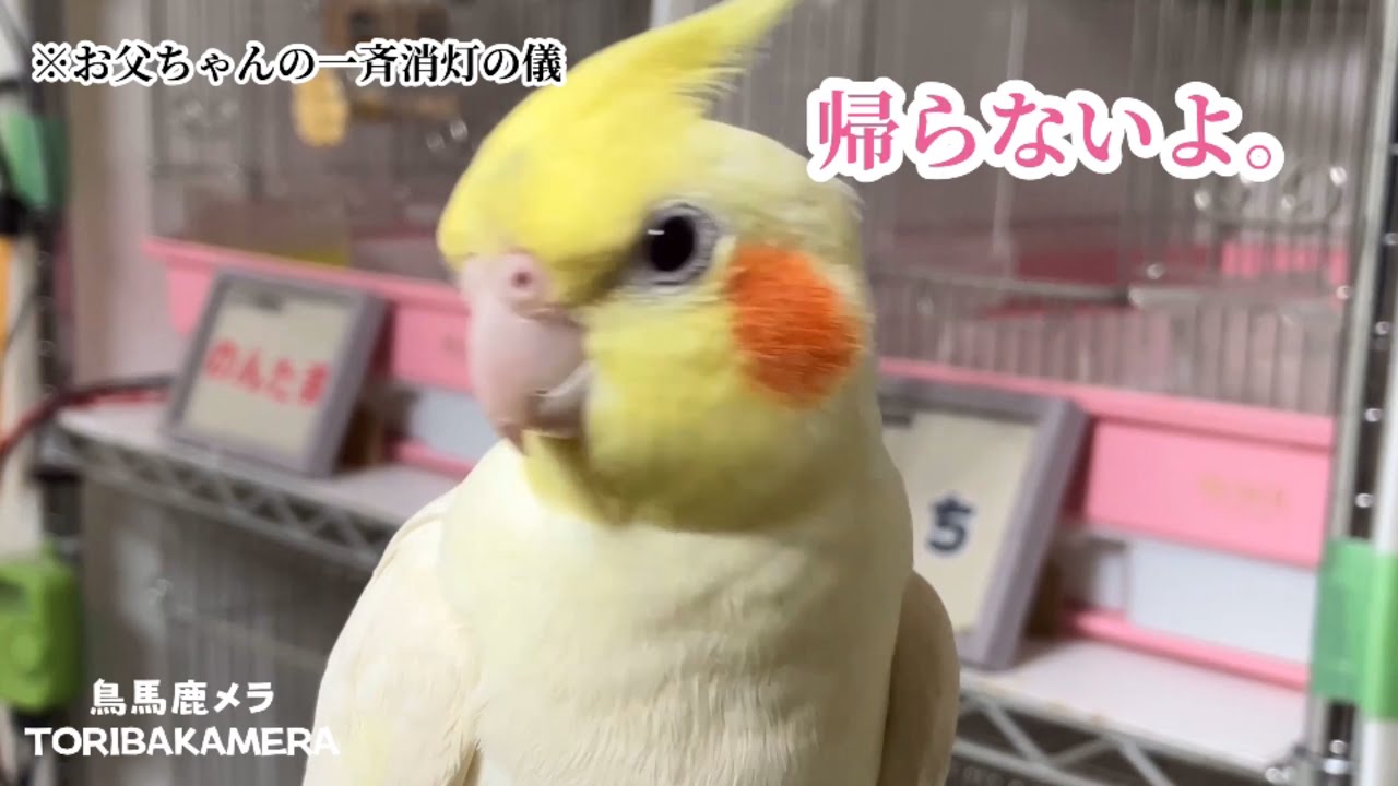 お母ちゃんによる「オカメインコ達一斉消灯の儀」にお父ちゃん乱入！　#オカメインコ #多頭飼い #面白いペット #鳥のいる生活 #笑える動画