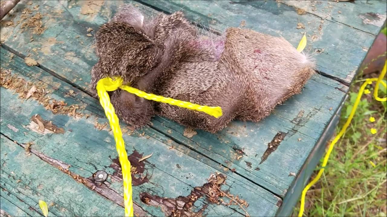 Train a puppy to blood trail a deer