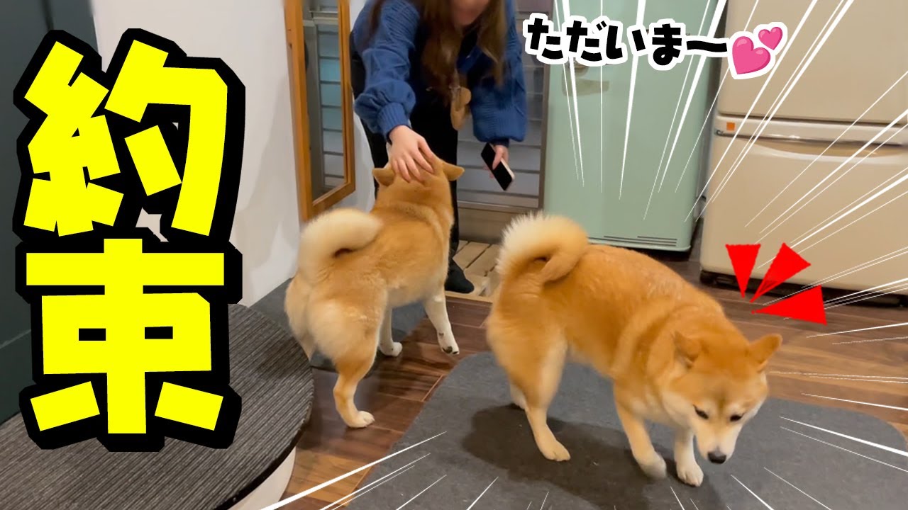 夜遊び娘が帰宅するなり秒でパパにチクリに行く柴犬、まさかの展開に…
