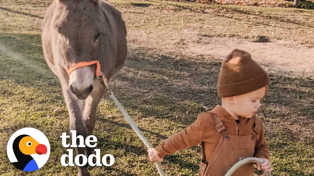 Kid And His Donkey Are Truly BFFs | The Dodo