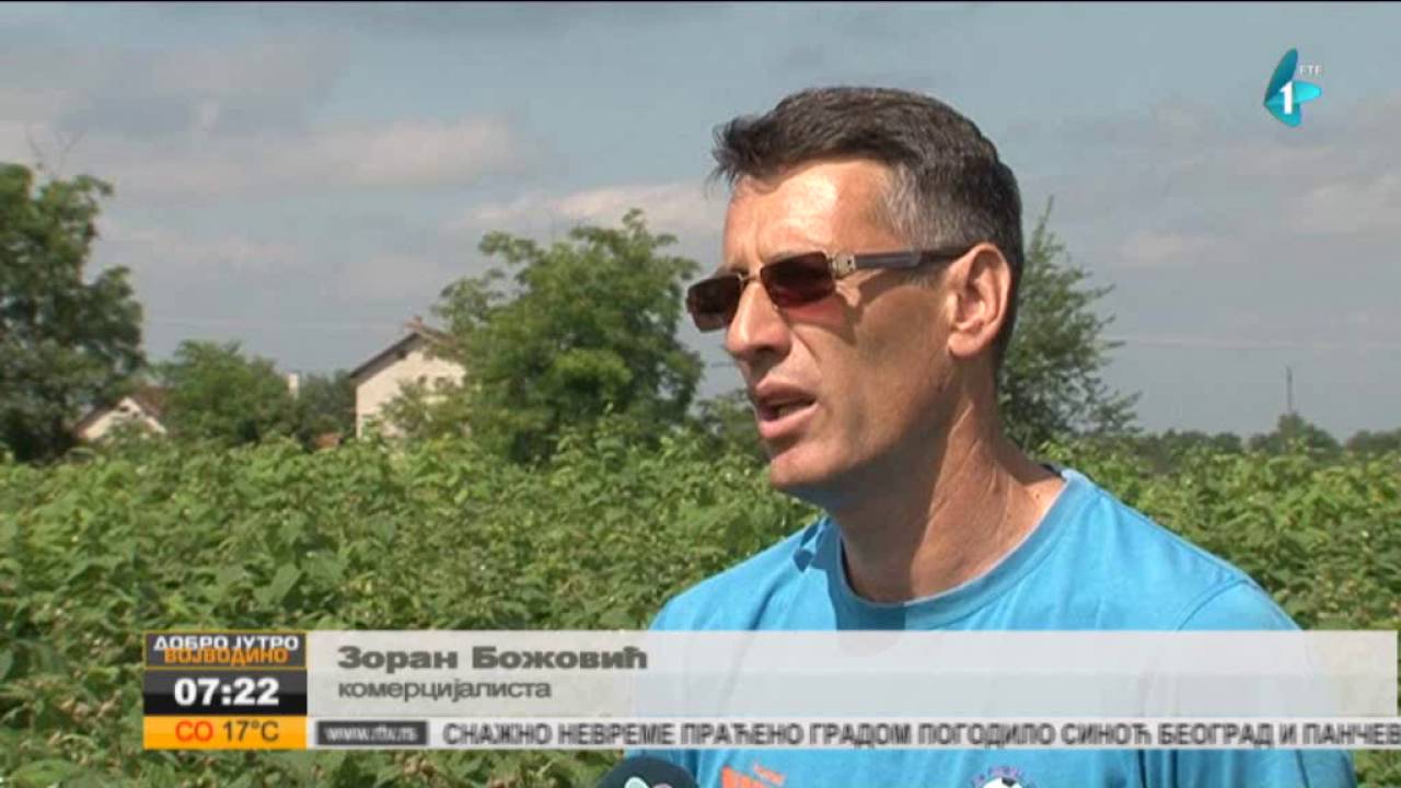 Dobar rod malina u Ratkovu