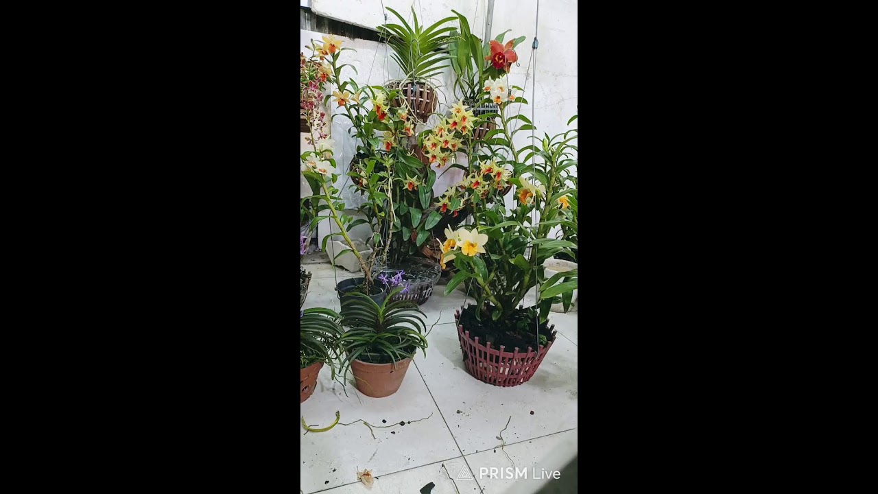 Hoa Lan Hóc Môn chào anh chị #orchids #hoatet #cattleya #damari #hoalanhocmon