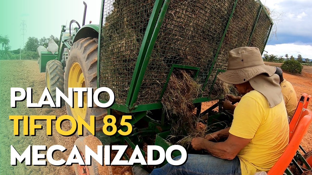 PLANTIO DE TIFTON 85 MECANIZADO COM MUDAS DE RAMA Ep#263