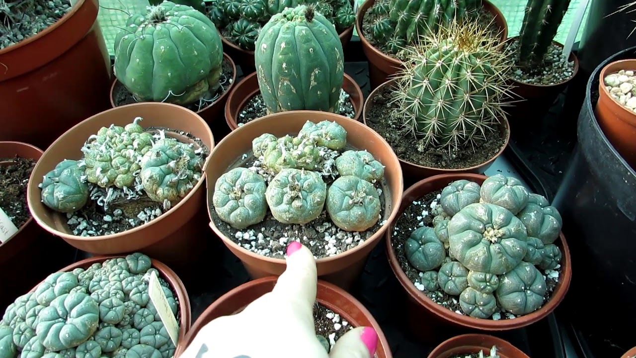 Полная коллекция кактусов Lophophora «The Peyote Cactus»