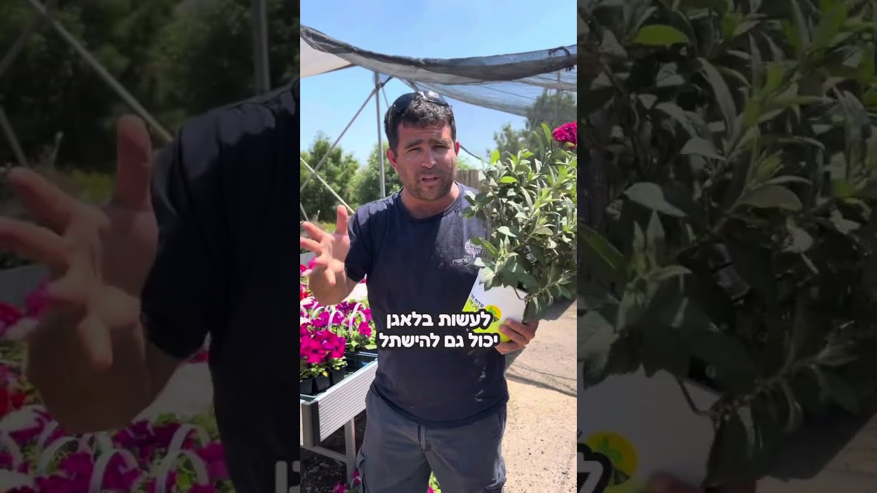 זן חדש של בודוליאה דוד ננסית