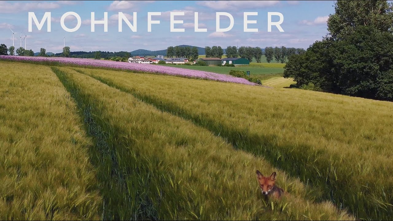 Mohnfelder zwischen Naumburg und Altenstädt - DJI Mini 2 [4k]