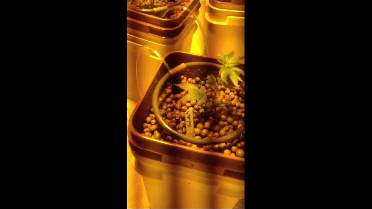 A gh Waterfarm Mmj grow week one
