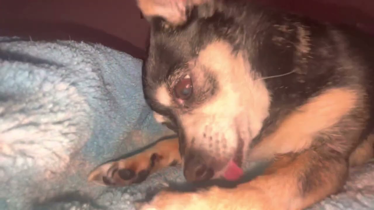 11 Whole minutes of chihuahua licking legs, paws, and my hand.