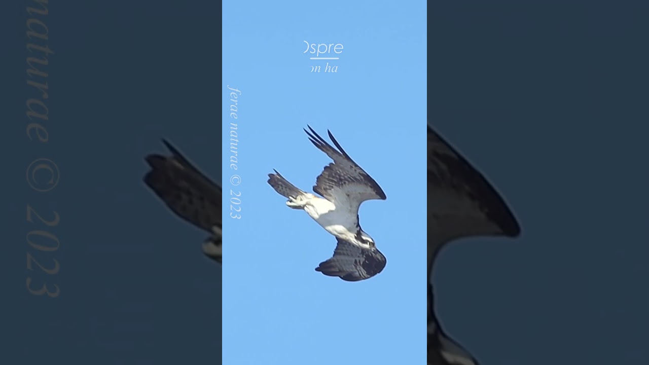 Osprey swoops down like a fighter jet!  #ospreys #wildlife