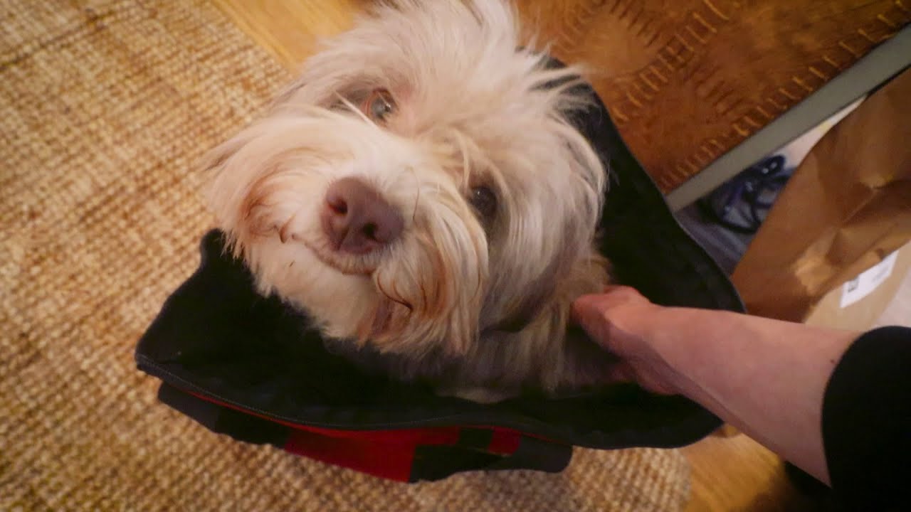 Anti-Fress Training, DIY Geschirr & ein Abschied | Alltag mit Havaneser