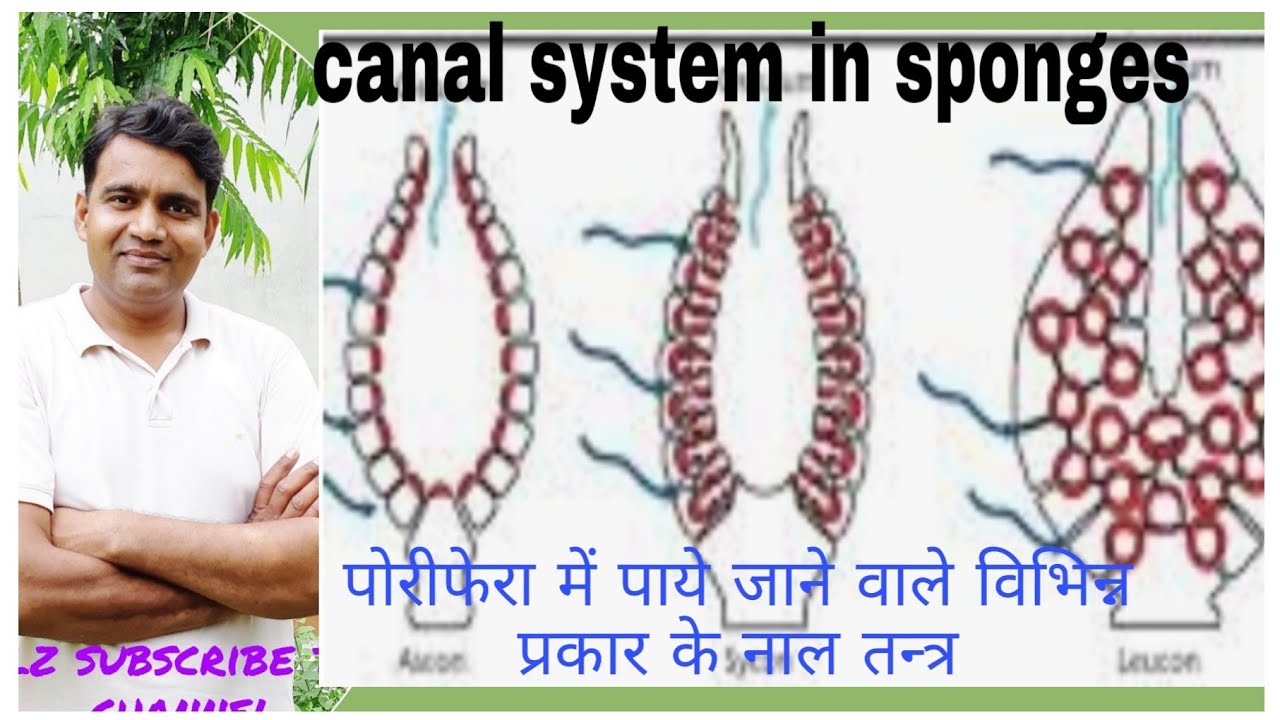 Different types of canal system in sponges(स्पंज में पाये जाने वाले विभिन्न प्रकार के नाल तन्त्र )