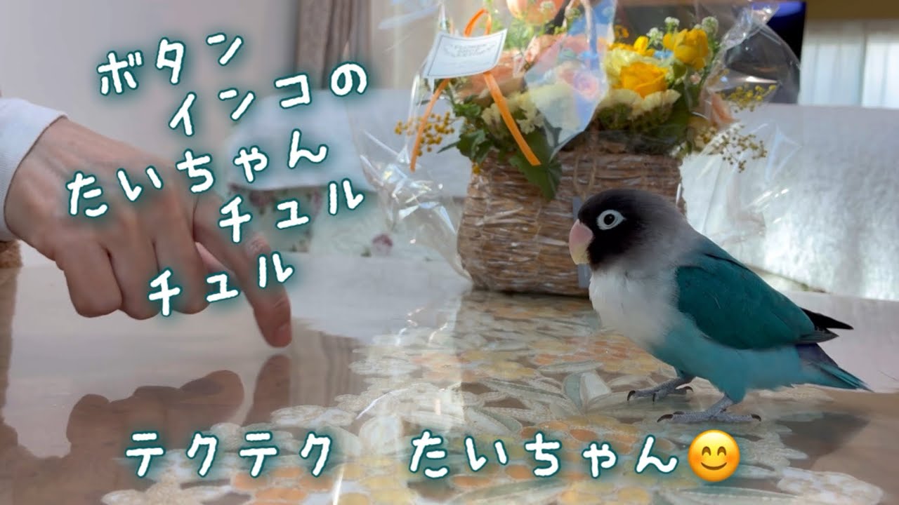 ボタンインコのたいちゃん！テクテク たいちゃん😊