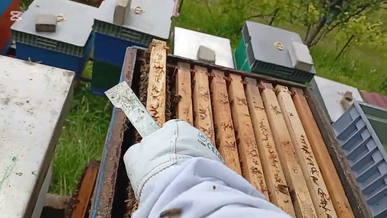 Pčelarstvo -Beekeeping 19.05.25.Pregled košnice i postavljanje matične pregrade.