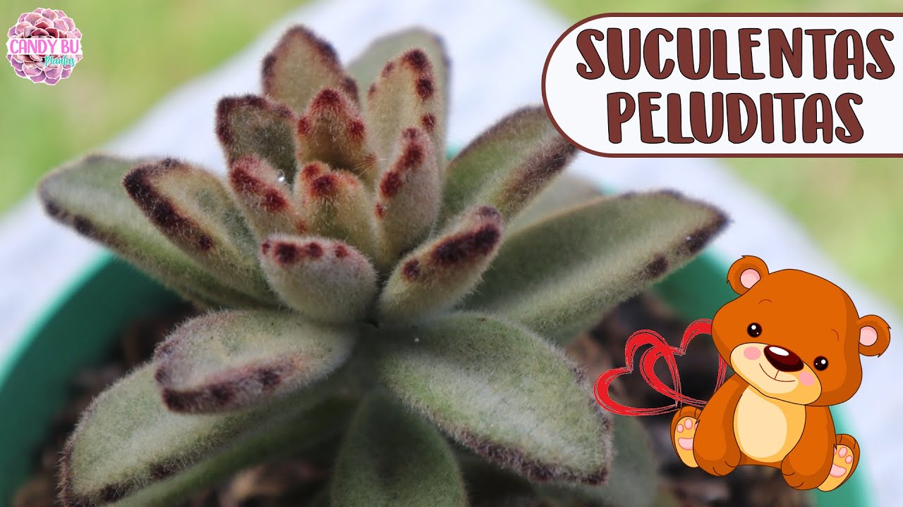 15 SUCULENTAS PELUDAS TAN BONITAS COMO UN OSITO DE PELUCHE │Candy Bu
