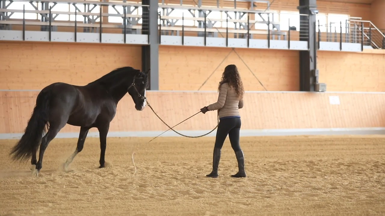 How to lunge your horse