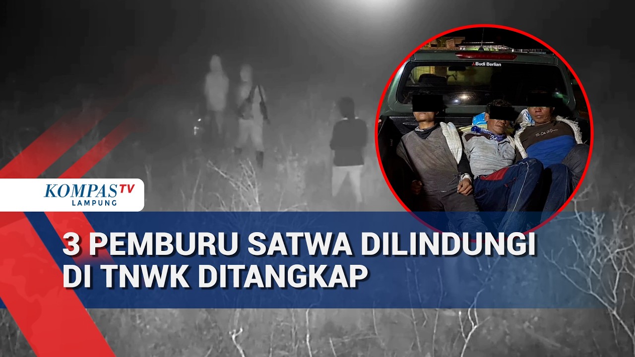 3 Pemburu Satwa Dilindungi di TNWK Ditangkap