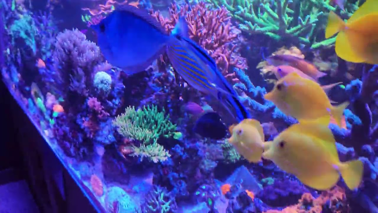 600 Gallon mixed reef update March 18th 2025 #aquarium #coral #fish #fishtank #aquascape