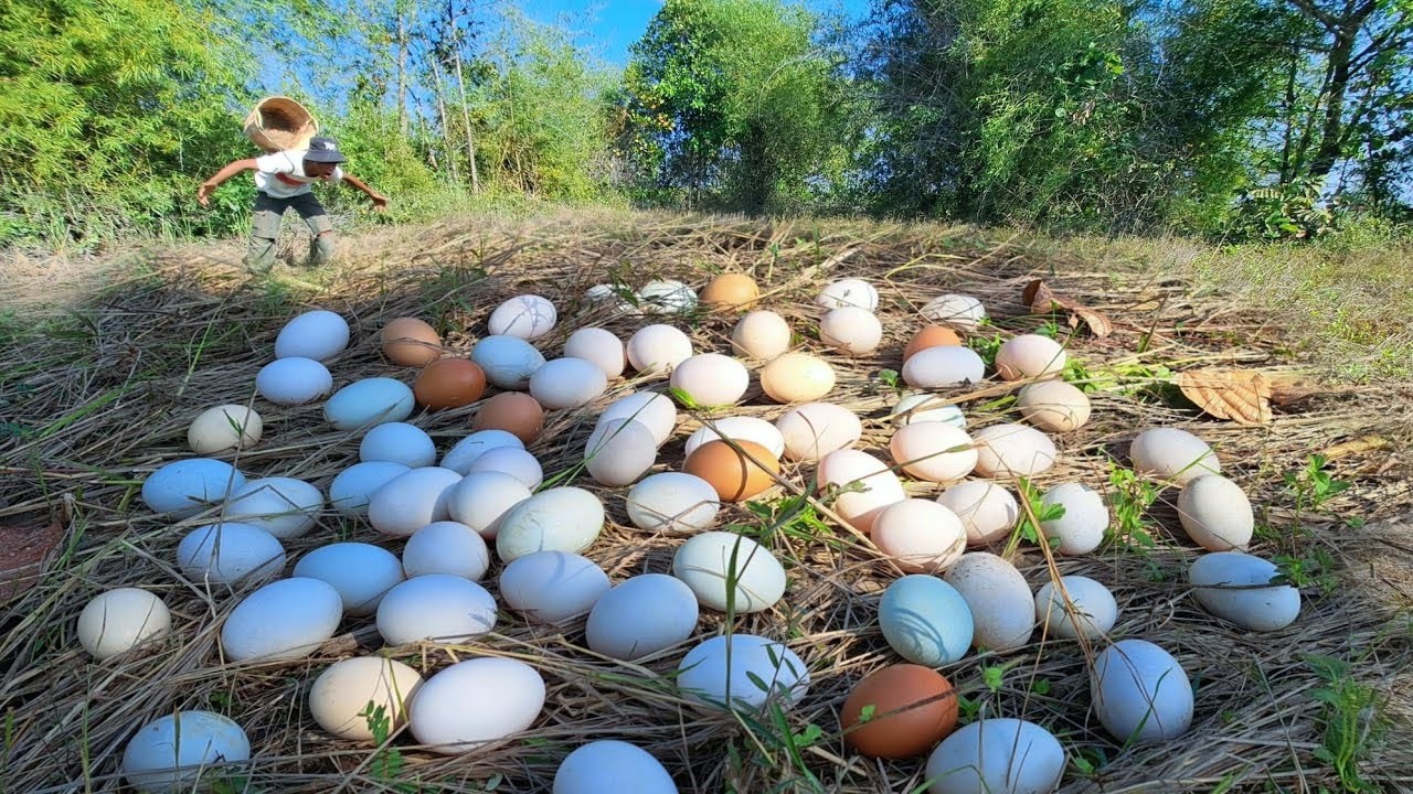Wow wow! Pick lots of duck eggs near the water's edge, picking the best ones by hand