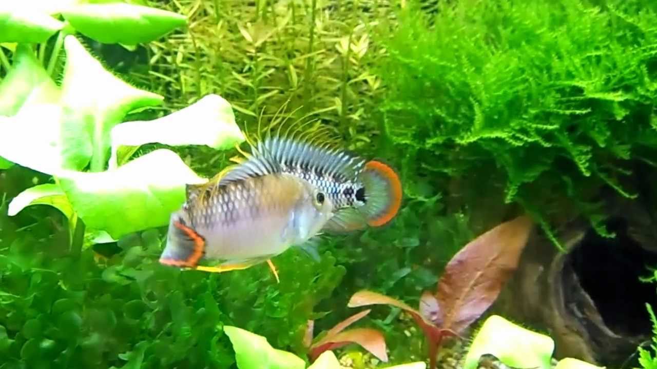 Apistogramma Baenschi - 2 (Vitali-Boy)
