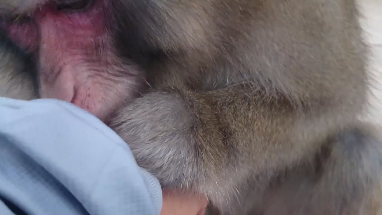 Unintentional ASMR - More Monkey grooming 🐵