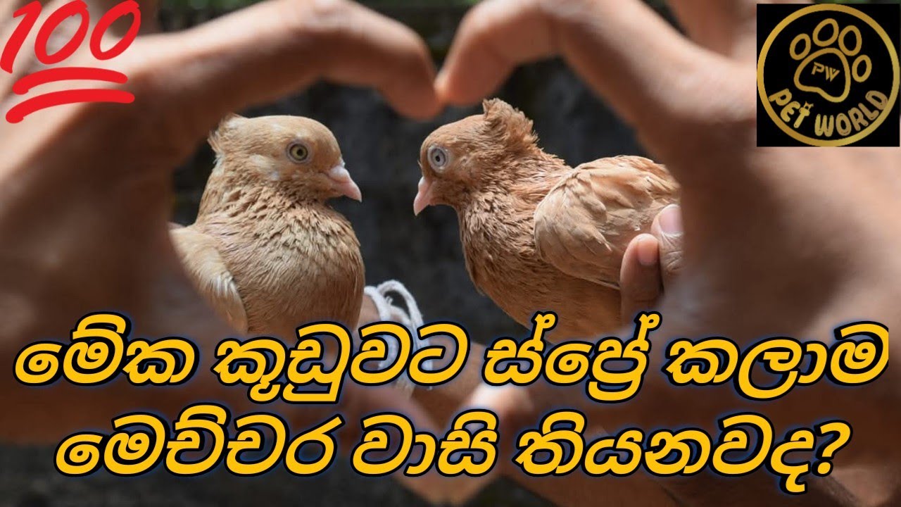 මේක සතියකට පාරක්  කූඩුවට එස්ප්‍රේර් කරොත් සත්තුන්ගේන් සත්තුන්ට බොවෙන ලෙඩ ගොඩක්  වලක්ව ගන්න පුලුවන් 