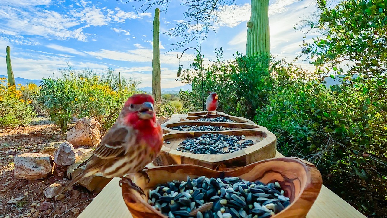 Serene Desert Bird Paradise 🌵 Doves, Finches, Towhees & Chipmunks | Relaxing Nature ASMR