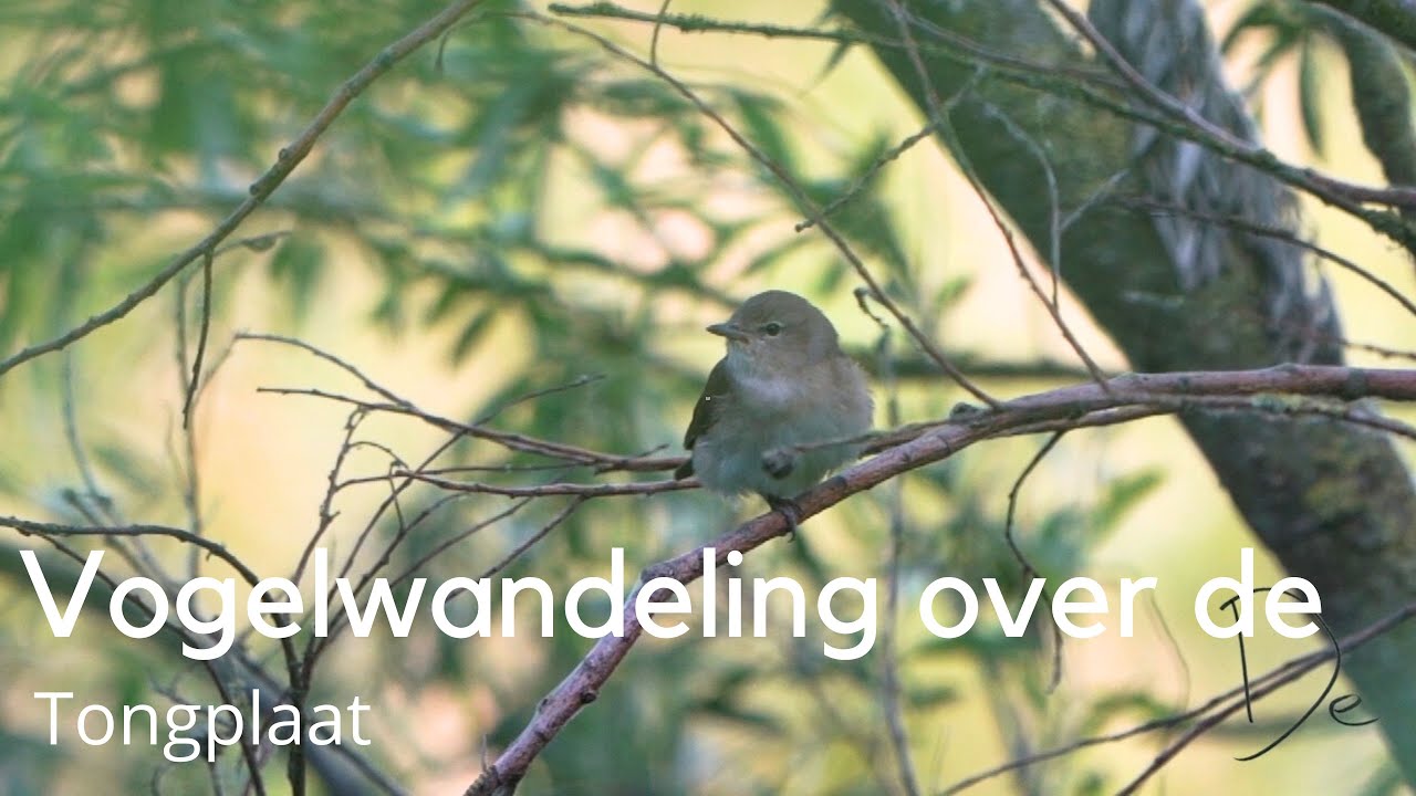 Vogelwandeling over de Tongplaat #1552