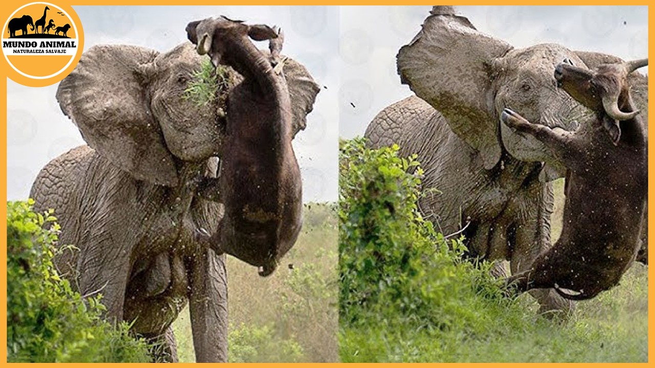 Los ataques de elefantes más mortales captados en cámara | Mundo animal
