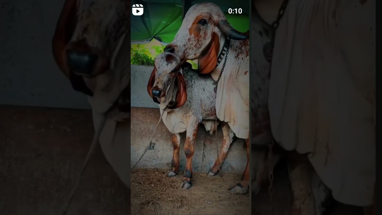 🐂 #song #gaushalla #bull #gausala #cow #gausewa #holstein #farmanimal #thecowsills #animals 🐂