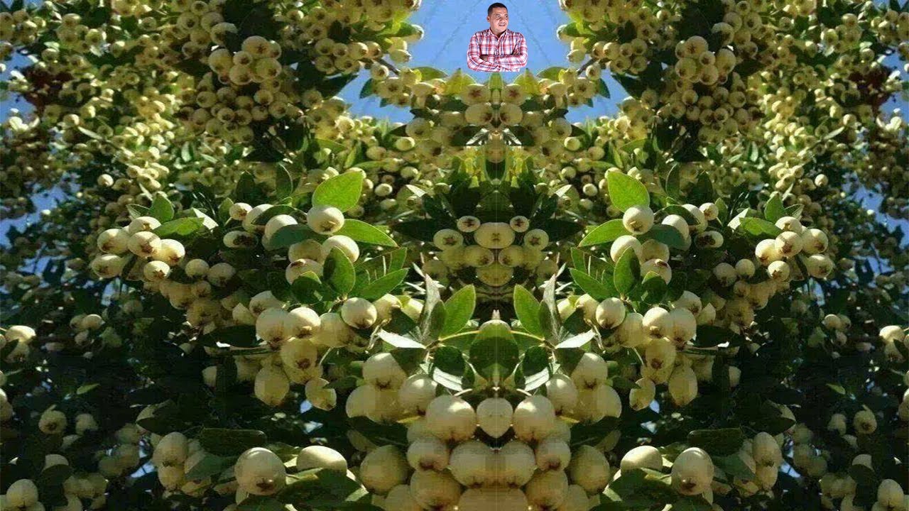 اسرار زراعة الجوافة