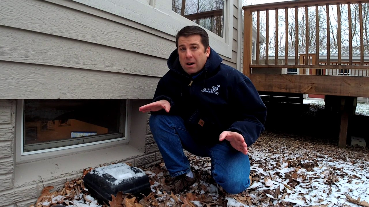 Mice in house during the winter