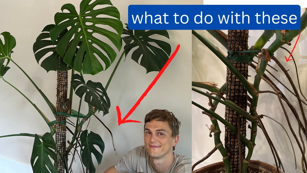 Корни монстеры — 4 способа использования воздушных корней — Monstera deliciosa (2023)