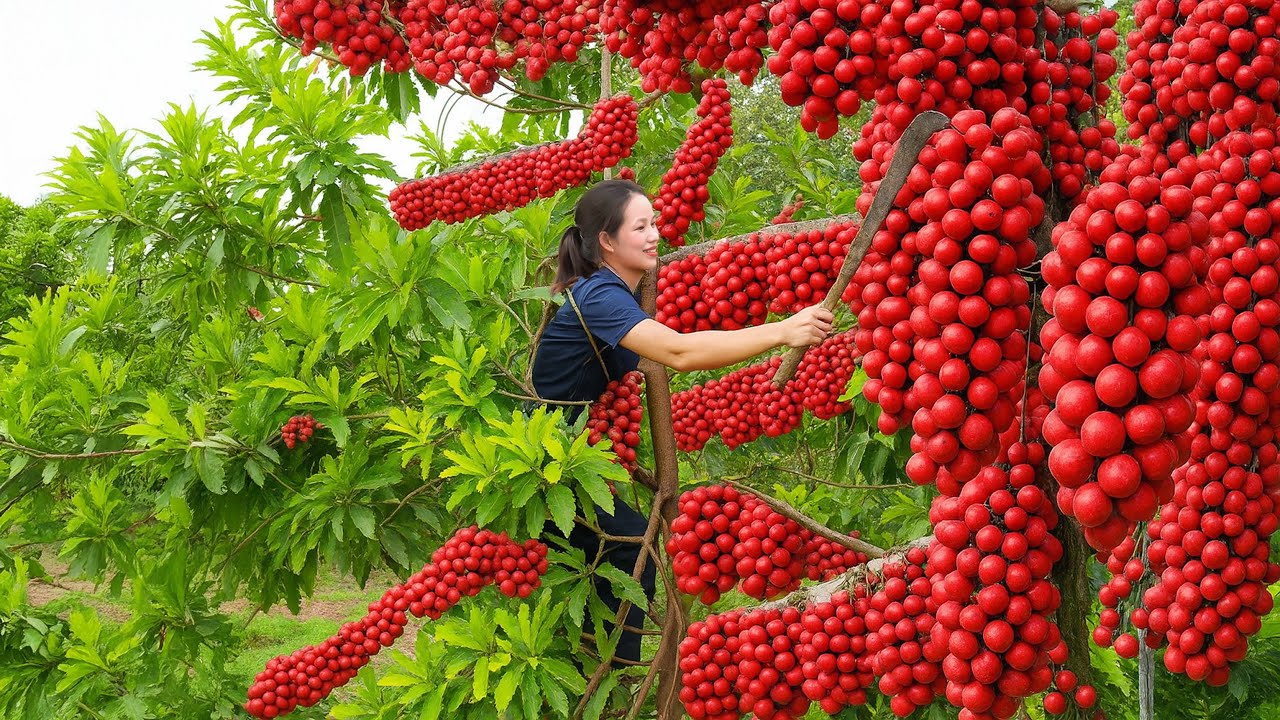 Harvesting Burmese grapes (BON BON Fruits), traditional recipes | Free bushcraft