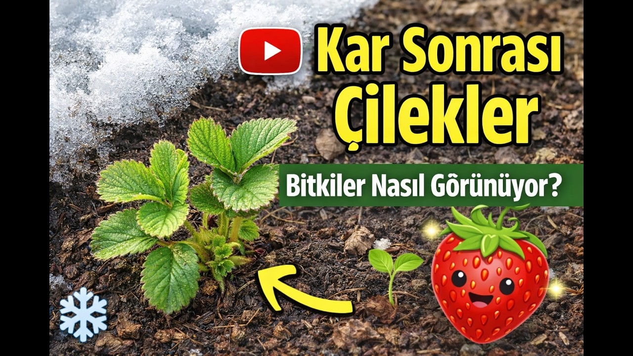 Kar Sonrası Çilek Bitkisi – Karın Kalkmasından Sonra Çilekler Nasıl Görünüyor? 🌱🍓