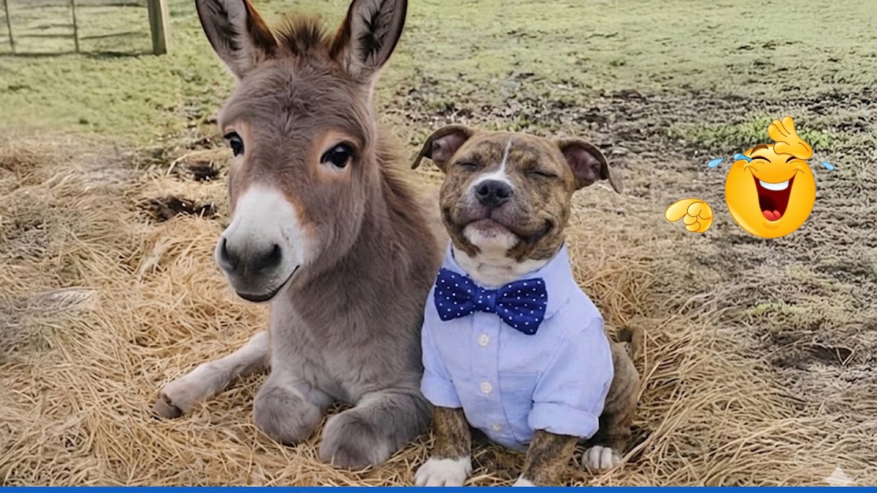 🤣 Impossible Not To Laugh | Cutest & Funniest Animals 2026!