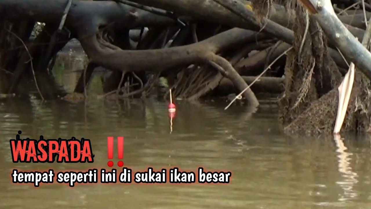 MANCING IKAN !! Parah bener tarikan pedas gurame liar penghuni pohon beringin tua