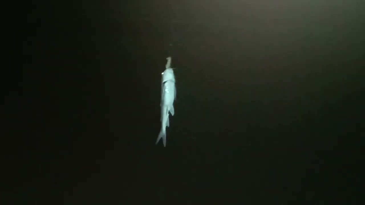 cuidado com esse peixe .famoso ca&ccedil;ari  . veneno dor instant&acirc;neo  tempestade de rel&acirc;mpago