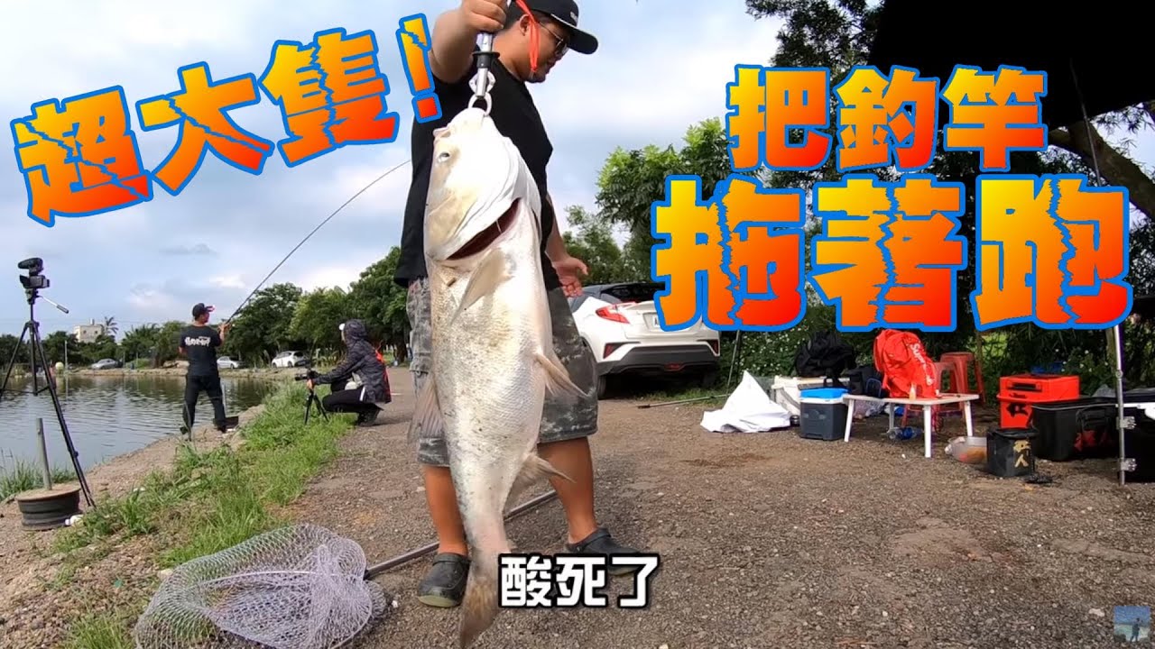 隱身桃園的超巨大魚!連釣幾隻快累死了!Big head Fishing in Taiwan 台湾の大きな頭釣り