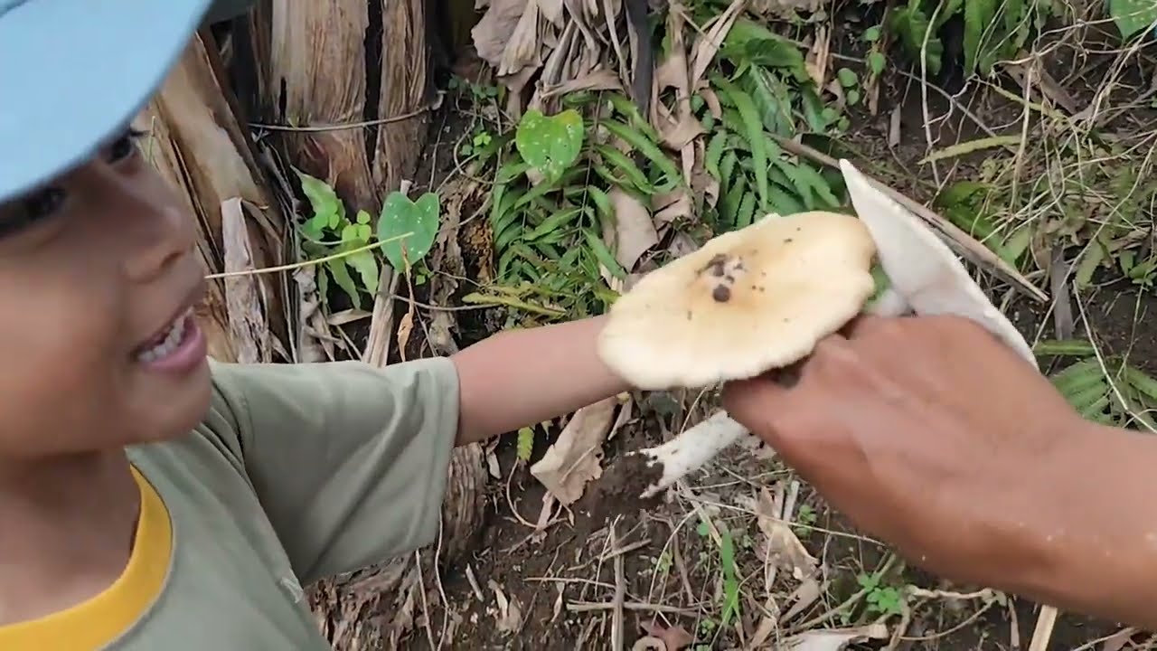 DAPAT BANYAK JAMUR BULAN DI PINGGIR JALAN