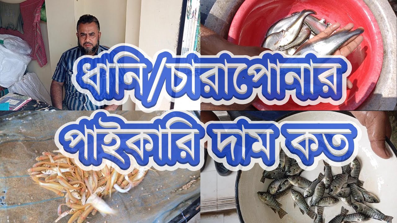 হ্যাচারী থেকে সকল প্রকার ধানি পোনার দাম দর তুলে ধরা হলো। চাঁচড়া ফিস সেন্টার