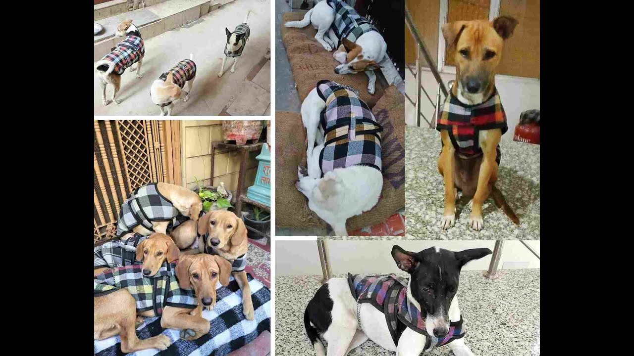 Binkymart Winter Coats for Community Dogs | Winter Jacket for Indie Dogs